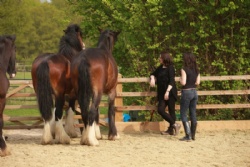 Equine assisted training with Hush Farms in Devon, London and the UK.